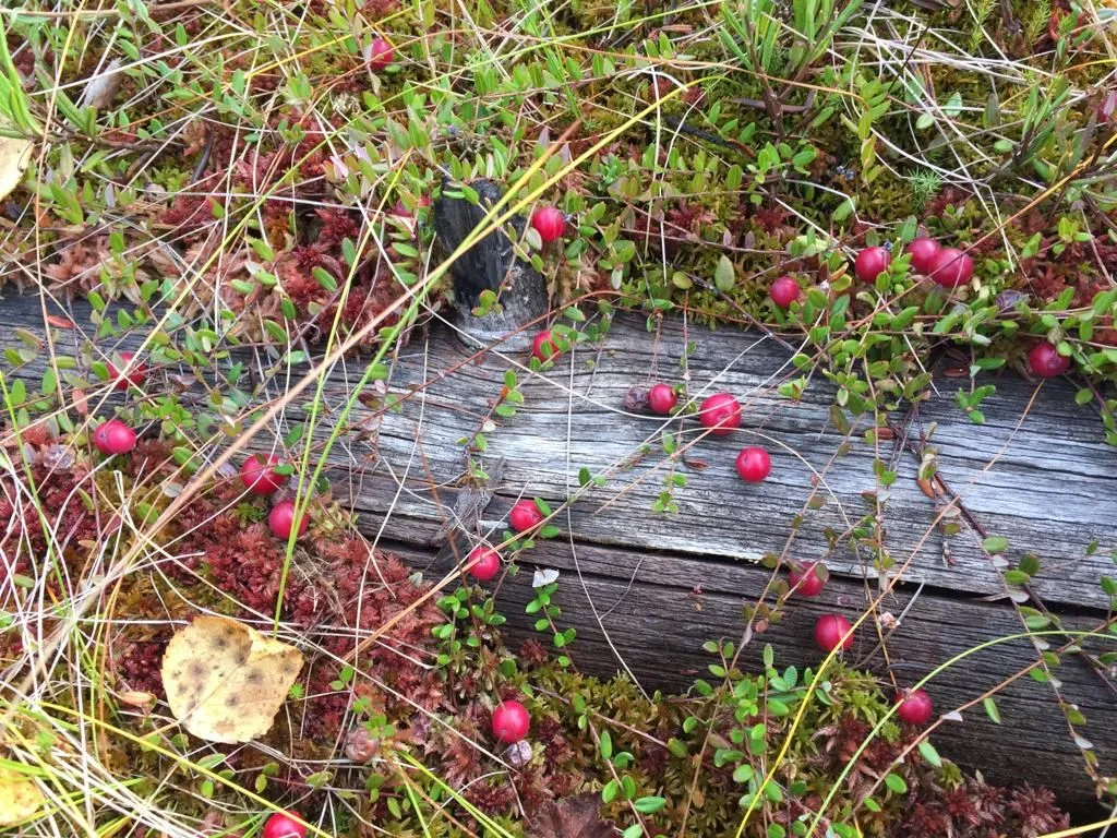 Коттедж Гостевой дом Karhu Casa рядом с Онежским озером — Деревянное