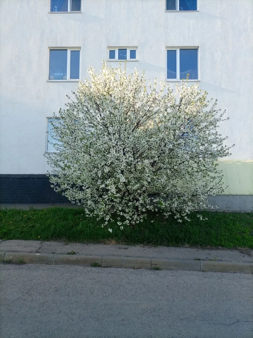 Вишня у окон