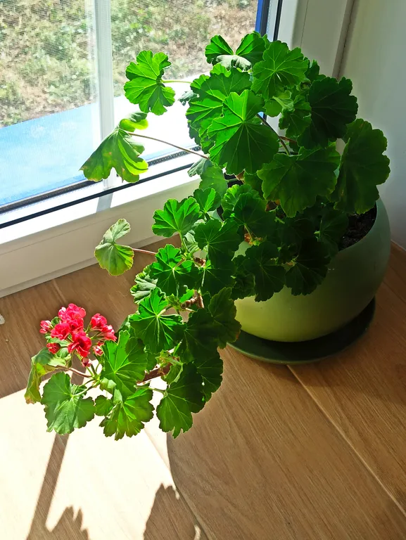 Дом Хвостова на Кудыкиной горе