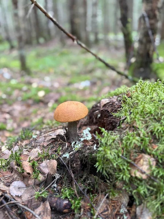 «Шале у Озера»