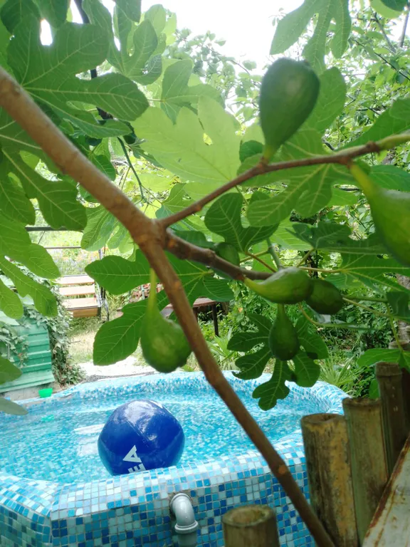 Комната у моря с видом на сад