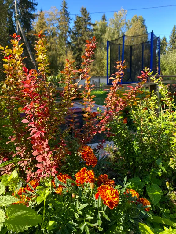 Уютная лесная дача в экологически чистом месте северного приладожья