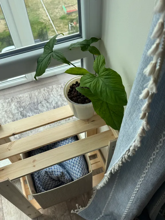 Уютная квартира в тихом районе Светлогорска