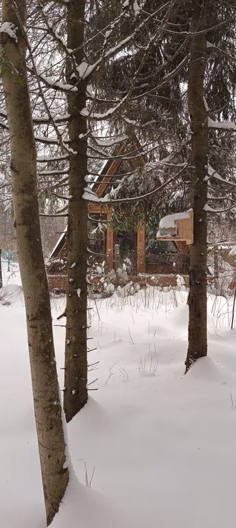 Уютный дом в лесной тиши