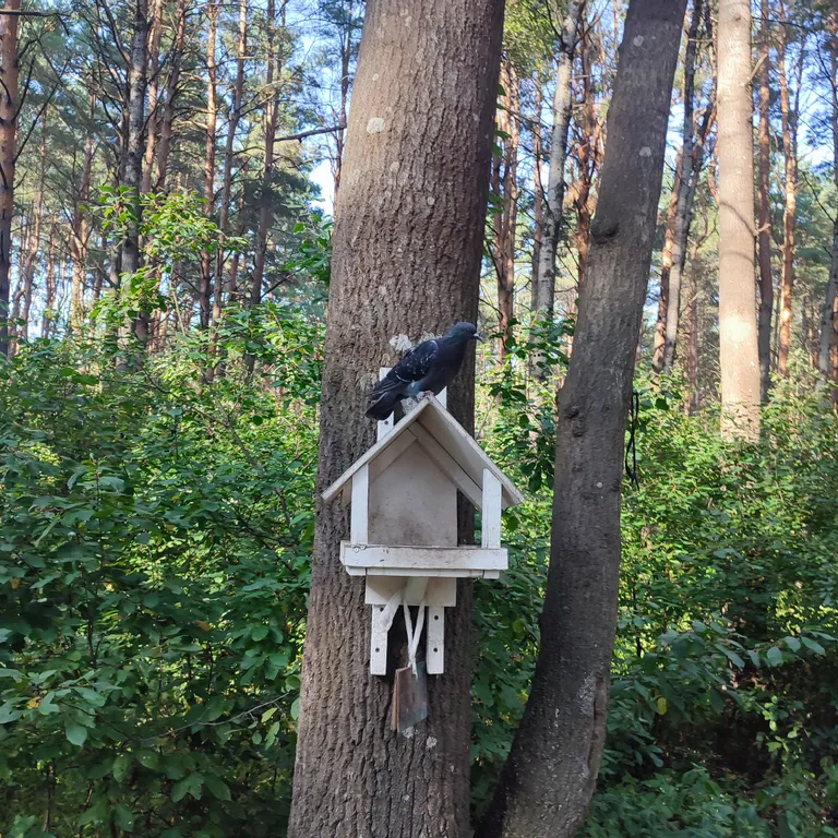 Евродвушка как трёшка