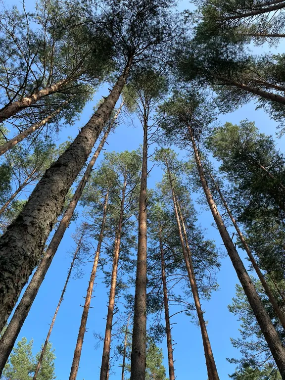 Маленький дом увитый виноградом
