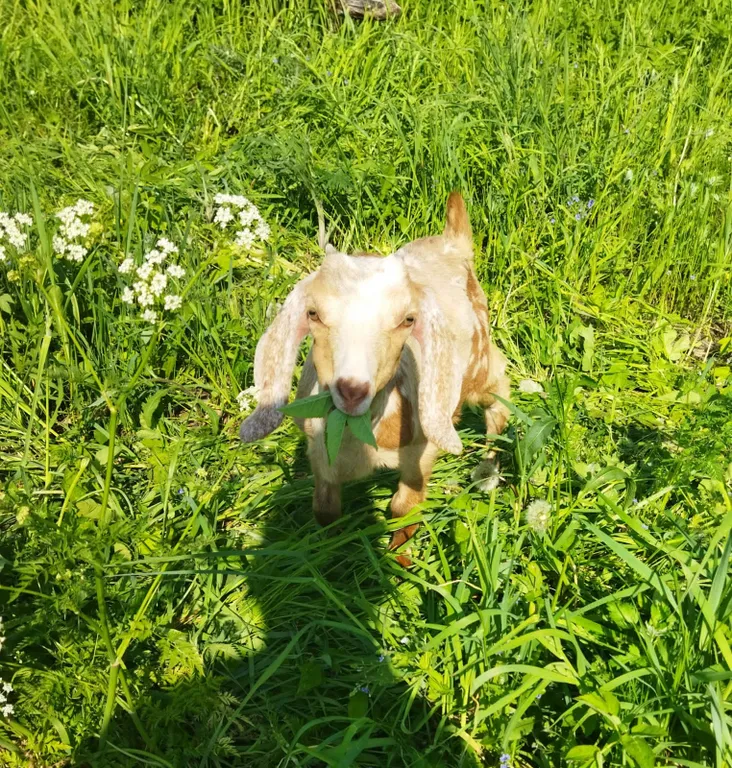 Новый дом с сауной возле леса