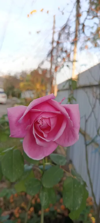 Двухкомнатные апартаменты на берегу моря