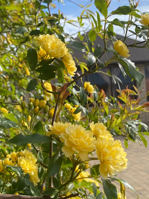 Квартира Комната — Витино