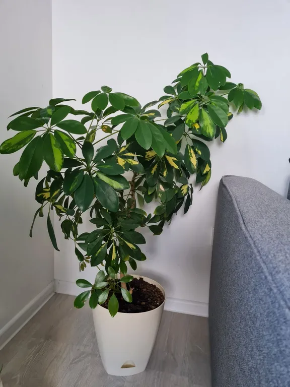 Евродвушка с видом на Онежское озеро