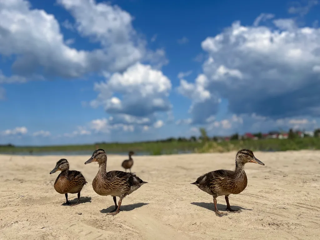 Дом на берегу озера Логмозеро