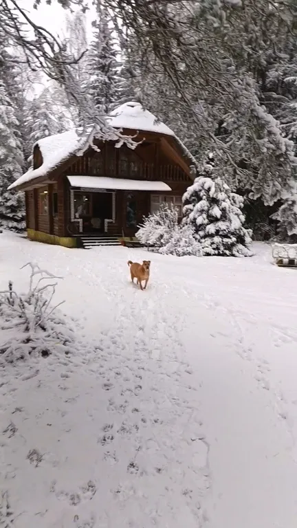 Изба (дом) из экологически чистого бревна под камышовой крышей в лесу
