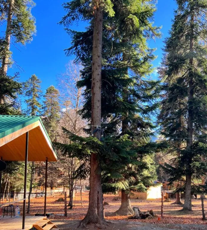 Коттедж Коттедж Шале среди высоких елей и сосен — Архыз