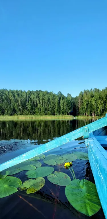 Мелодия леса