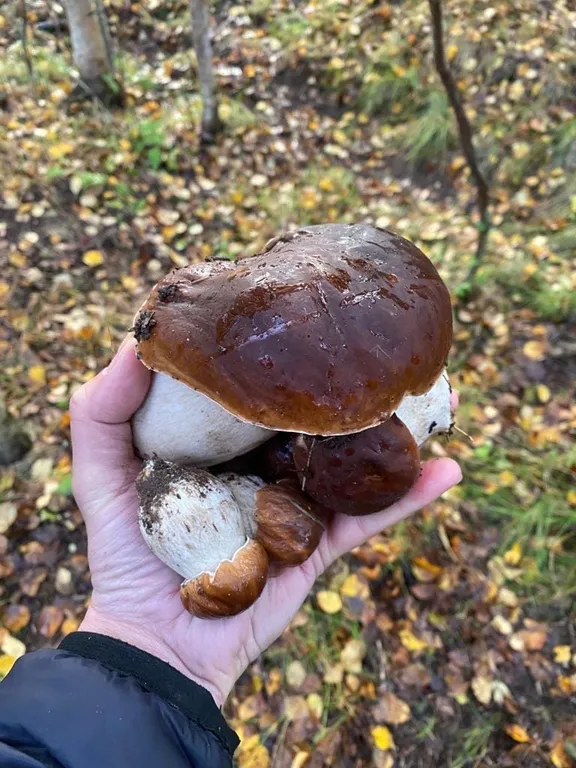 Коттедж Уютный домик в лесу №1 с двухъярусной кроватью — Кутузовское