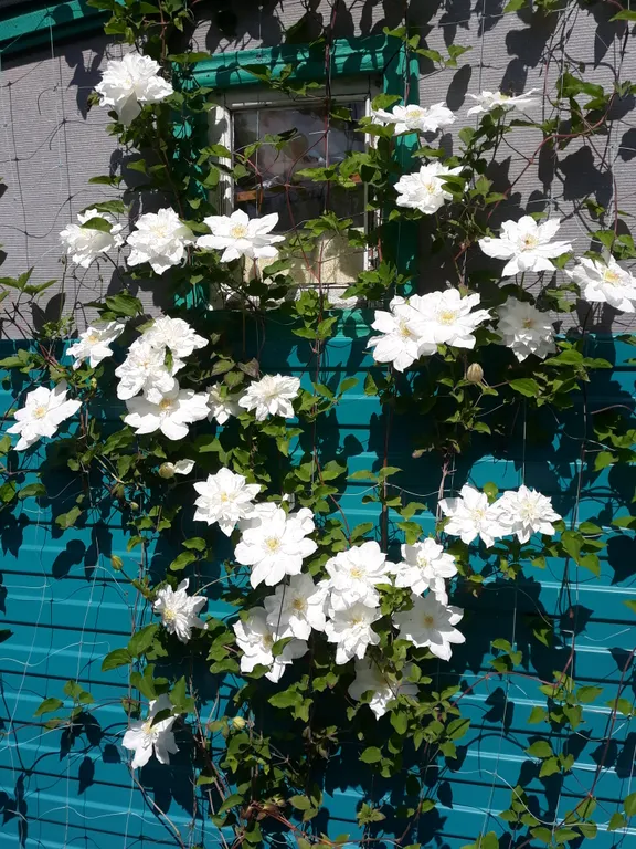 Номер на троих с балконом