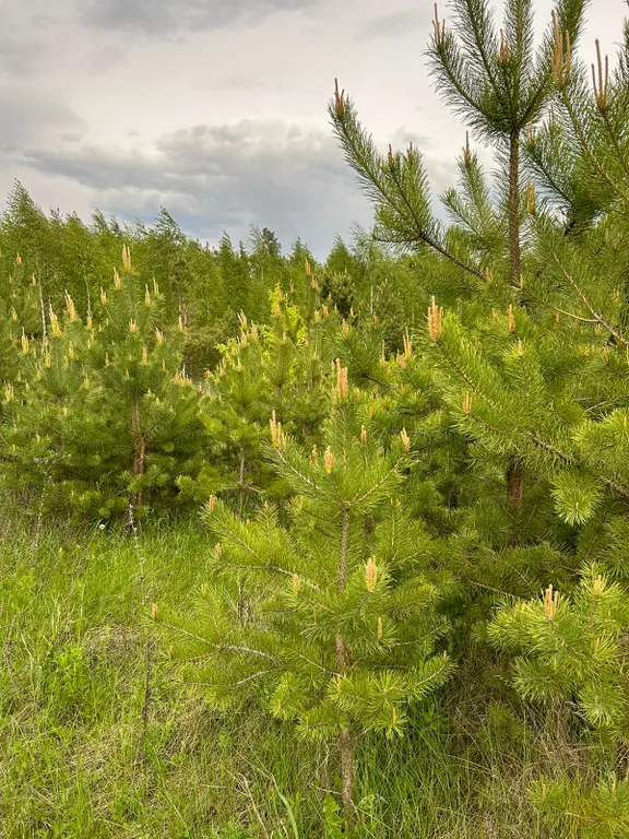 Прямоугольный дом с баней и чаном