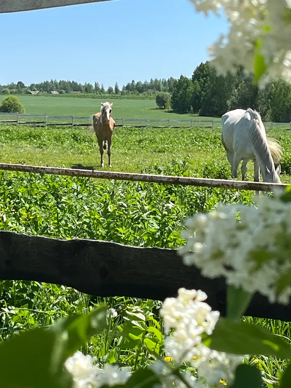 Дом в Счастье