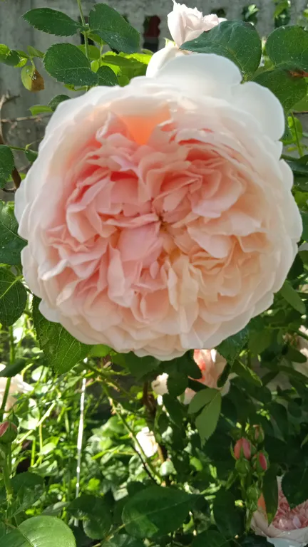 Замечательная студия