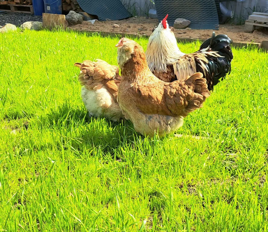 Коттедж Семейный дом номер 2 — Губка