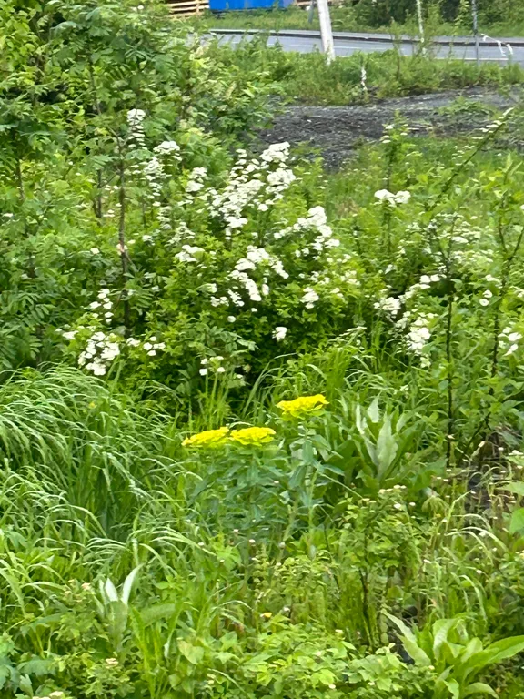 Барн хаус с прекрасным видом на лес