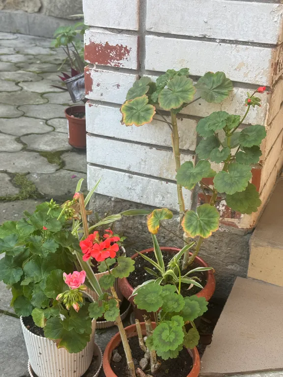 Одноместная студия