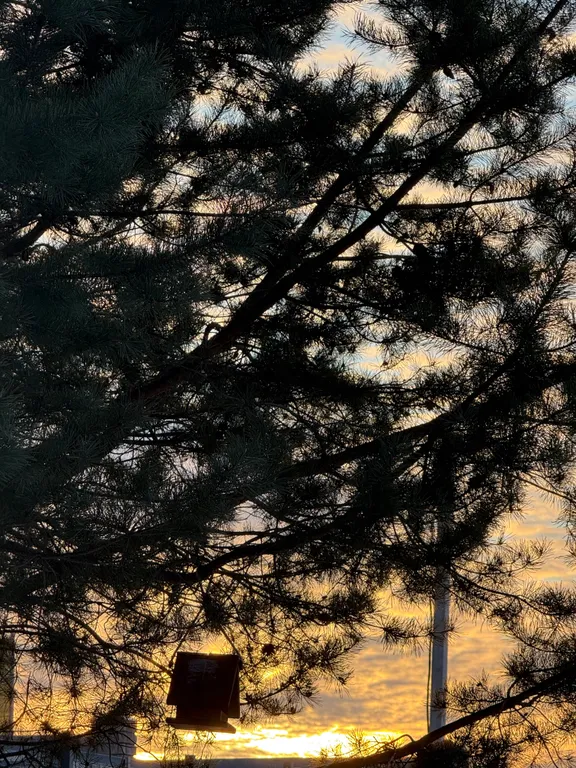 Уютный дом в соснах для семейного отдыха