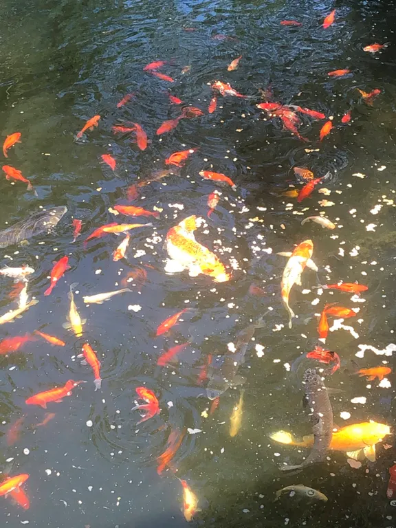 Дом с бассейном в лесу