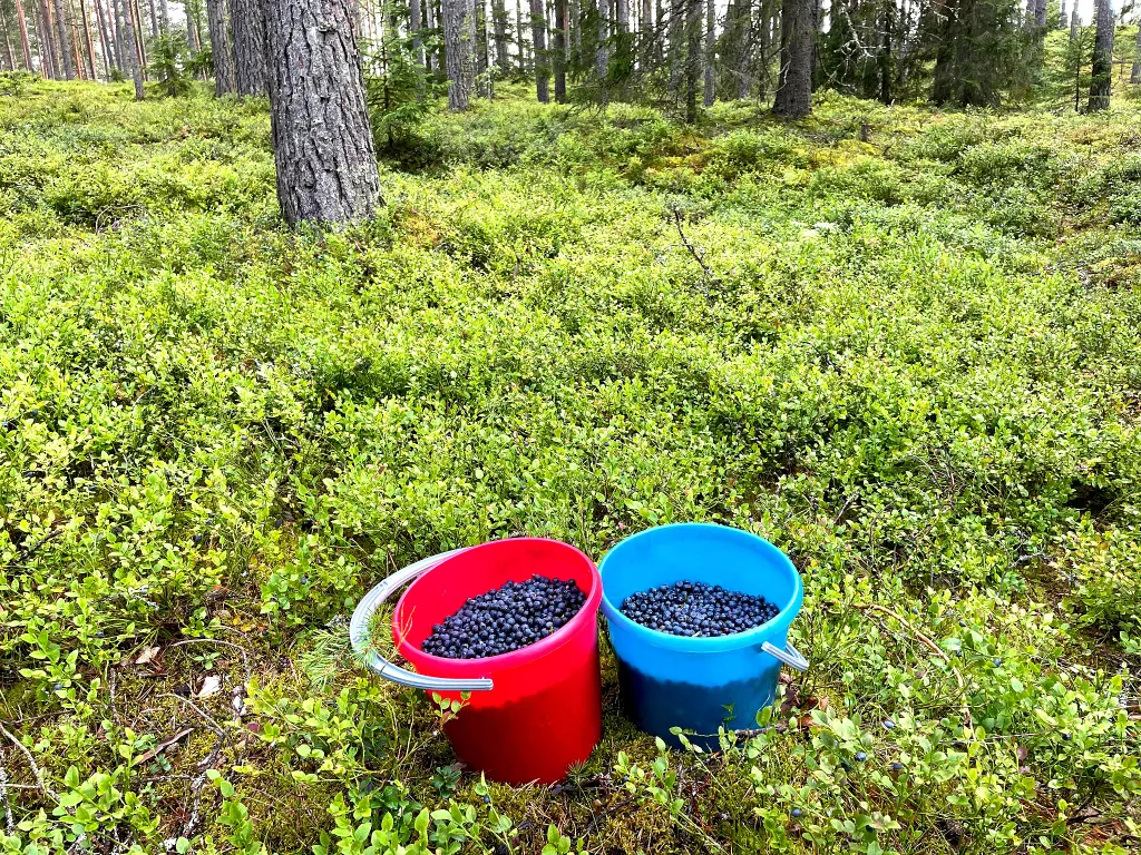Домик в диком лесу на берегу реки