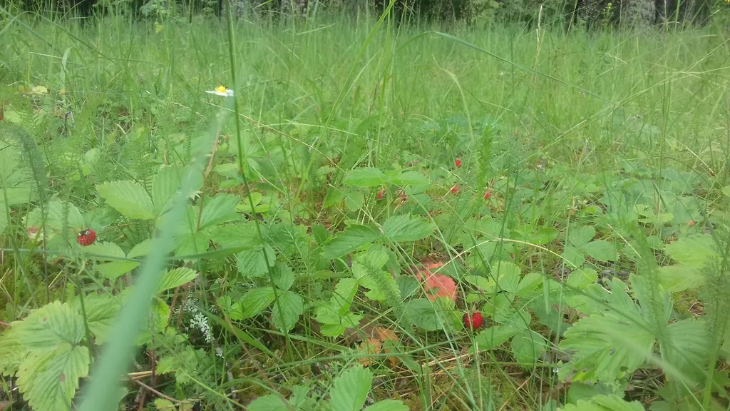 Гостевой дом Сосны в Смоленском Поозерье
