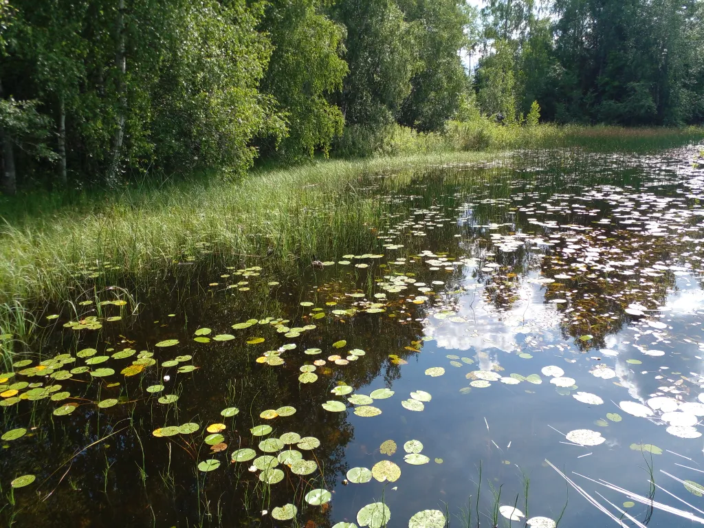Уткина ламба