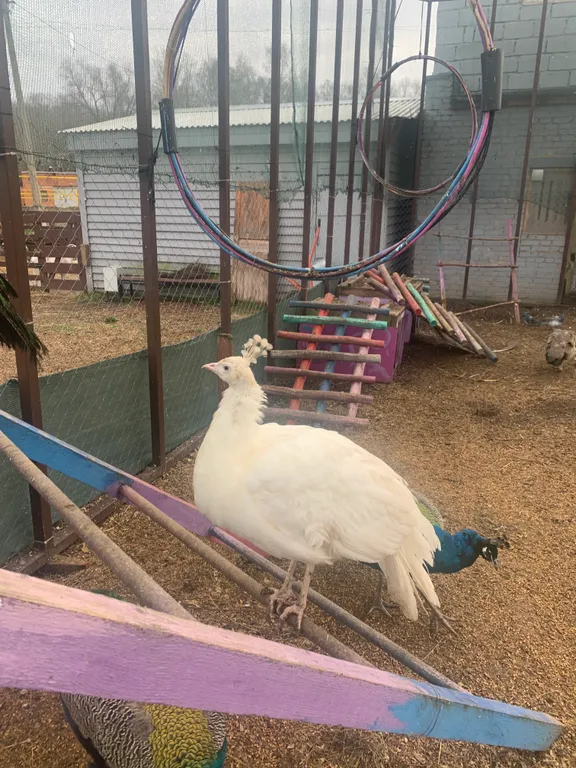 Коттедж Уютный теплый дом с русской баней на дровах — Венюково