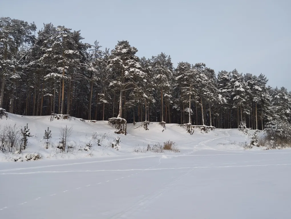 Дом в сосновом бору на озере