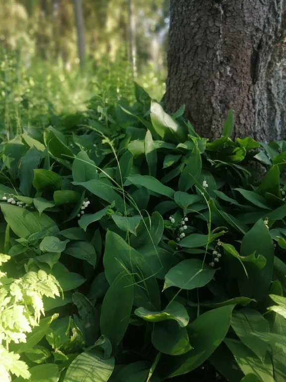 Коттедж Коттедж Экоуют в стиле кантри — Сясьстрой