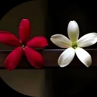 Анна Лисак