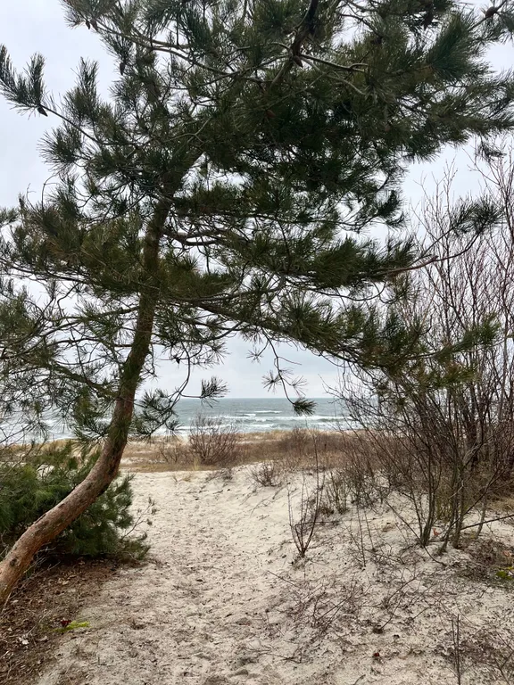 Уютный домик в сосновом бору на берегу моря