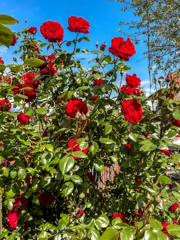 Просторная апартамент у моря и парка в Сириусе