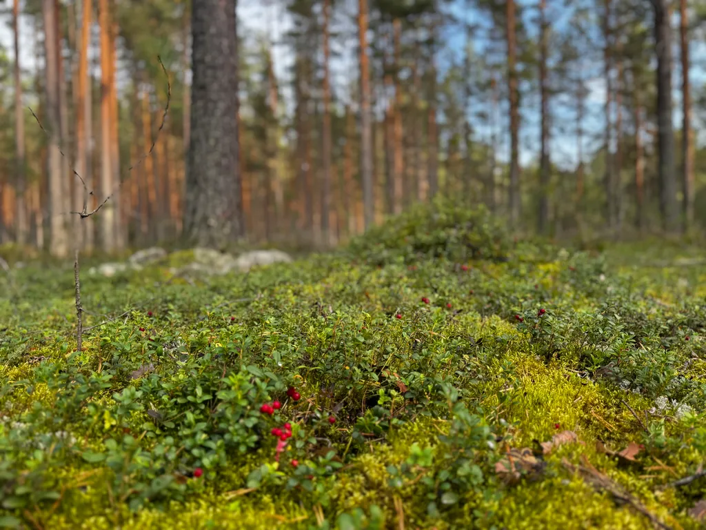 Goodhouse коттедж