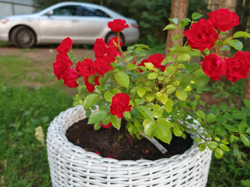 Коттедж Домик в лесу у озера Волго — Турбаза Чайка