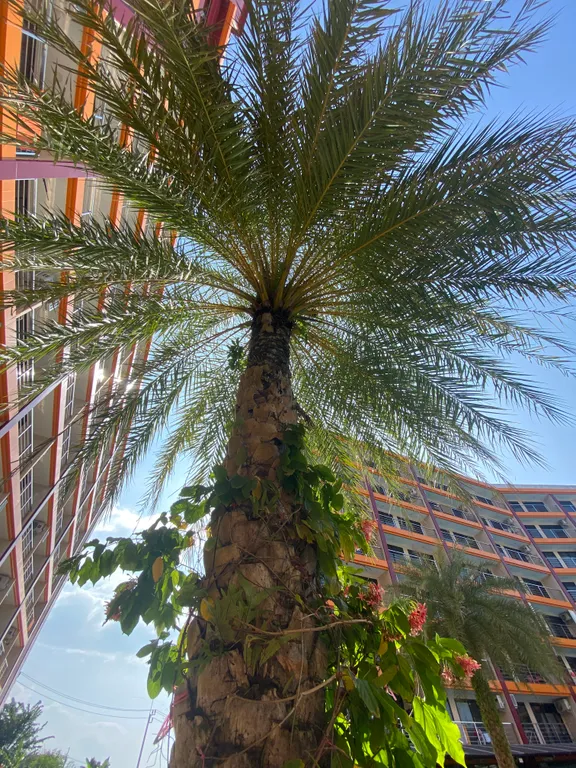 Тай Студия Кондотель777 рядом с самым длинным и чистым пляжем