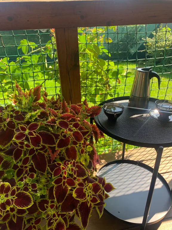 Уютный дом с можжевельником