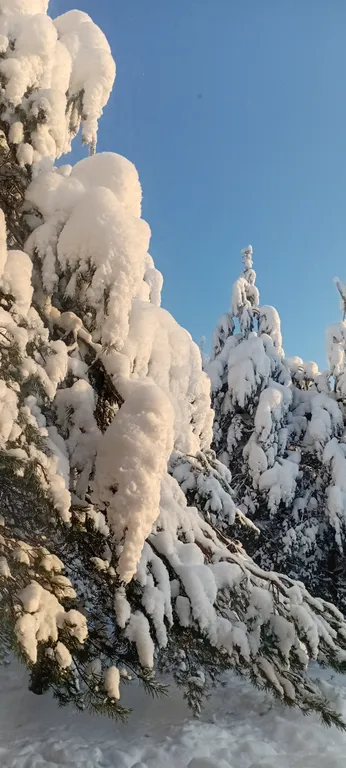 Утро в сосновом бору у озера