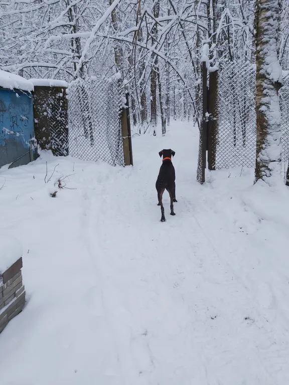 Дом в окружении леса