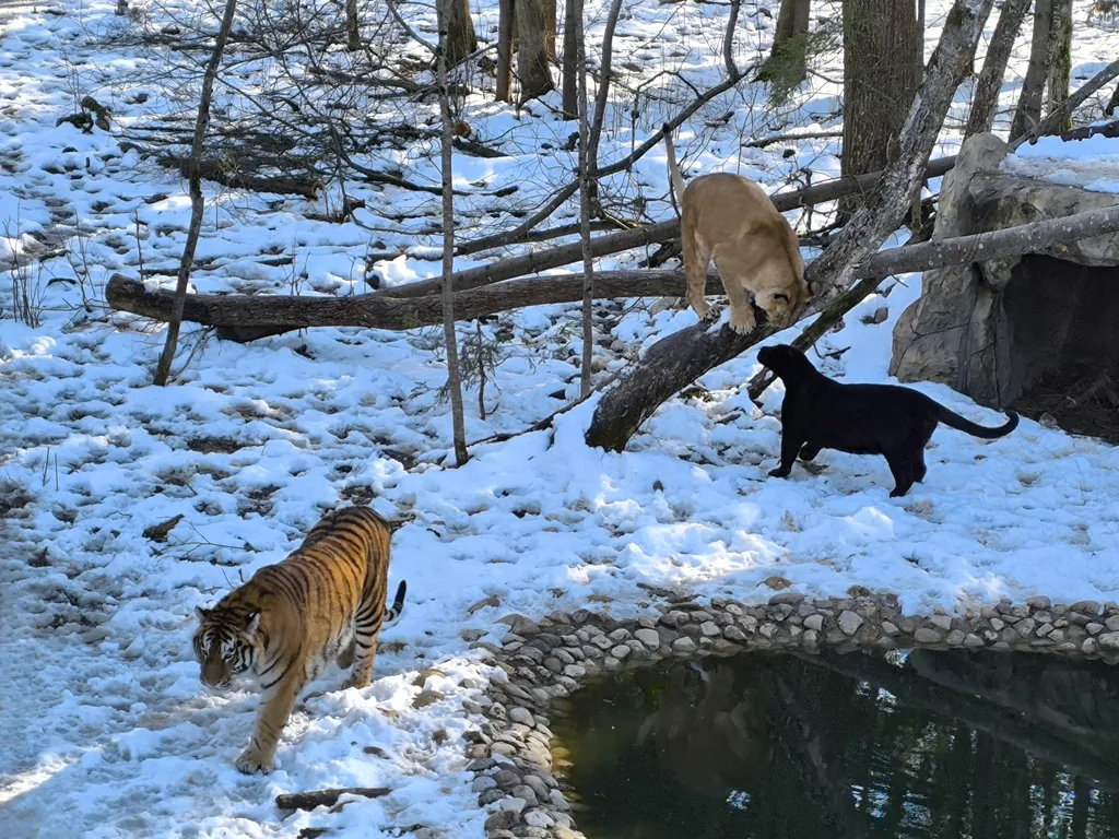 Коттедж Дом семейный Holiday Family рядом с лесом и озером — Можайск