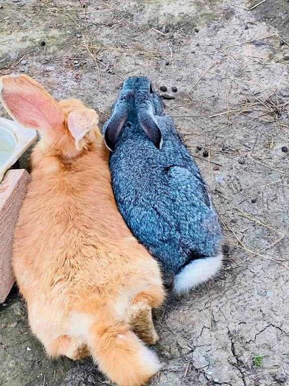 Домик в лесу с пятнистыми оленями и кроликами