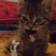 Игорь