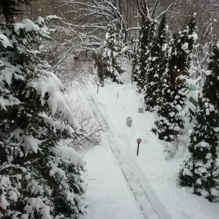 Коттедж под дубом