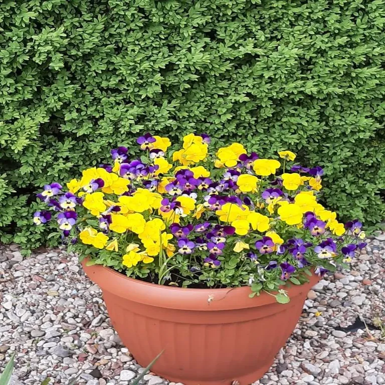 Привлекательный дом для отпуска