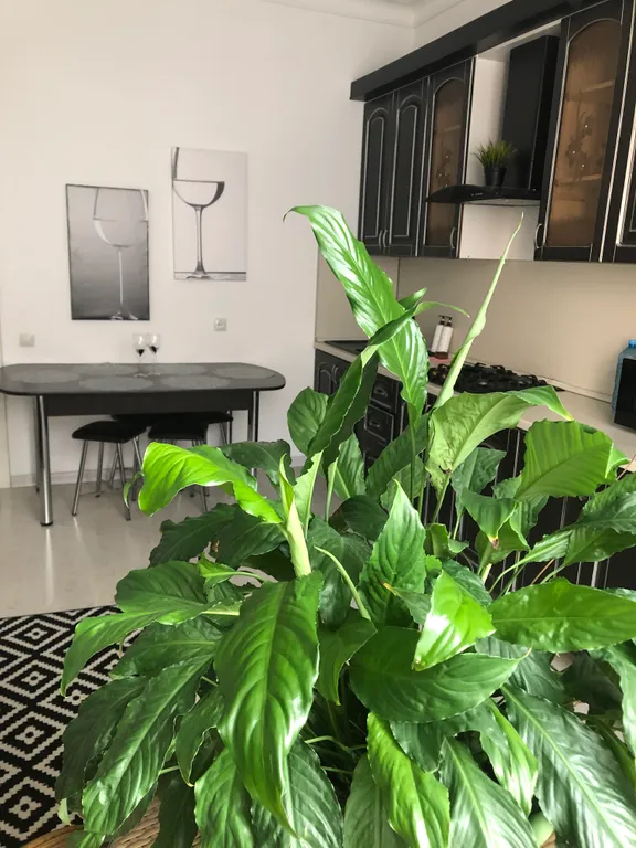 Апартаменты у моря, на первой береговой линии