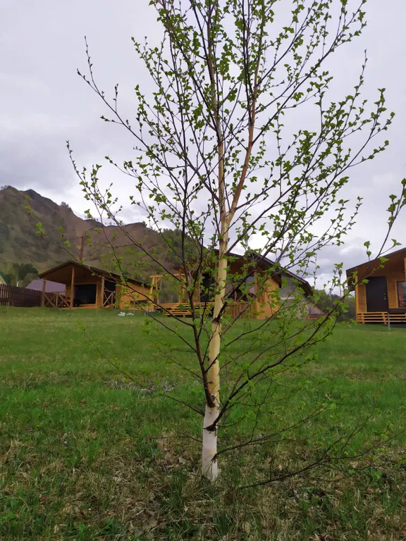 Коттедж 1-комнатный Дом — аренда посуточно в Чемал